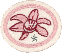 Orquídeas II